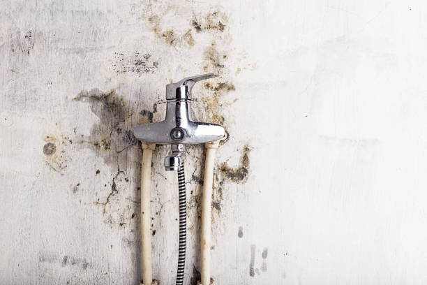 Best Mold Removal Near Me  in Bountiful, UT