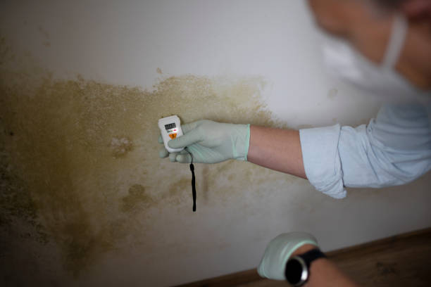 Best Certified Mold Removal  in Bountiful, UT