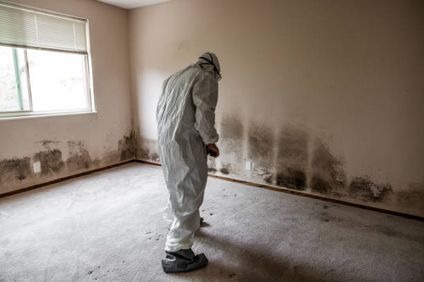Best Mold Cleaning Services  in Bountiful, UT