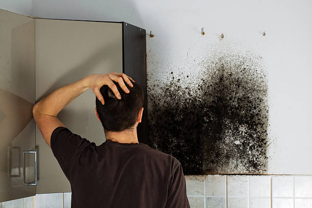 Best Black Mold Removal  in Bountiful, UT