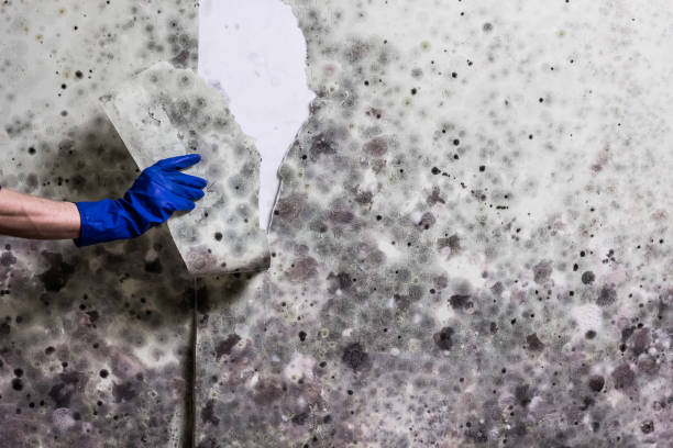 Best Mold Removal and Inspection  in Bountiful, UT