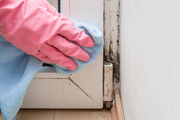 Mold Removal and Inspection in Bountiful, UT