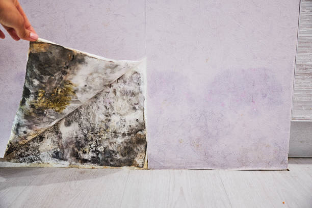 Best Office Mold Removal Services  in Bountiful, UT